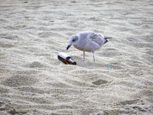 Seagull with bottle on beach