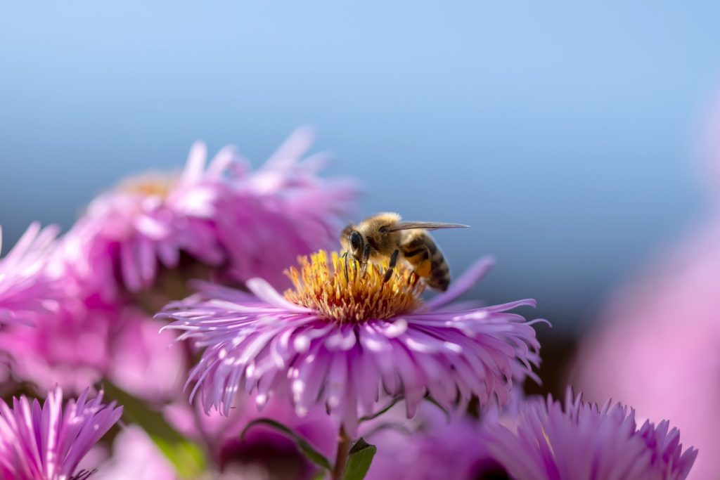 Bee and flower