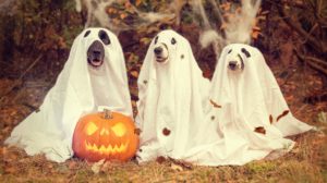 Dogs dressed as ghosts